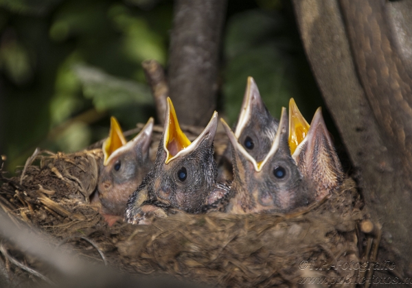 Das Nest 2012