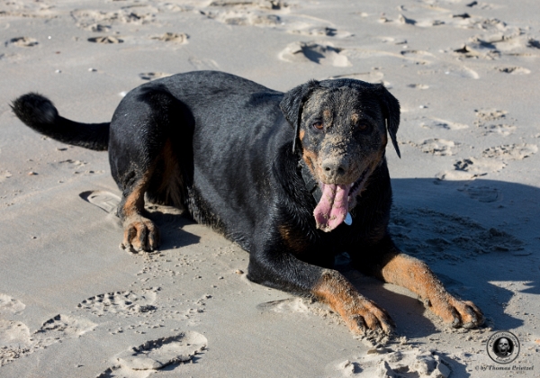 Tiere